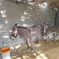 الاغ ماده با کره|حیوانات مزرعه|مهر, |دیوار