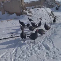 بوقلمون ماده