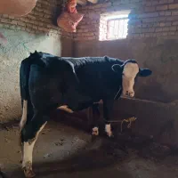 تلسه چاق