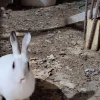 خرگوش|موش و خرگوش|بندر کنگان, |دیوار