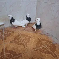 طوقی جهت فروش و معاوضه با عروس هلندی