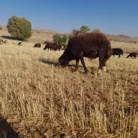 قوچ شیشک افشاری ۳ شیره ۸۰ کیلویی پرشی