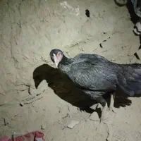 مرغ وجوجه خروس|حیوانات مزرعه|سراوان, |دیوار