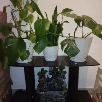 میز|بوفه، ویترین، کنسول|تبریز, |دیوار