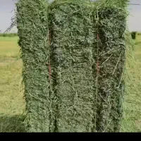 ینجه خورد شده