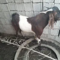 بز. نر به فروش میرسد|حیوانات مزرعه|شادگان, |دیوار