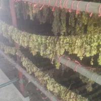 کشمش محلی درجه یک|خوردنی و آشامیدنی|دهگلان, |دیوار