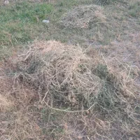 یونجه|لوازم جانبی حیوانات|همدان, |دیوار