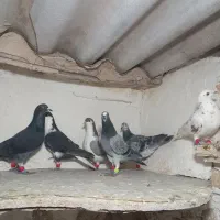 ۲۰ تا کفتر بمب چنارون|پرنده|مشهد, دوست آباد|دیوار