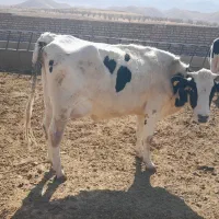 تلیسه ابستن