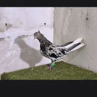 نمایشی  ماده اخوم کوهی دمپاک