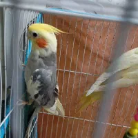 یه جفت عروس هلندی سالم و سرحال جفتش یک و پونصد