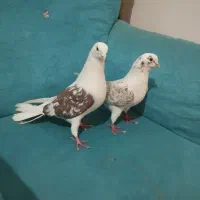 کبوتر|پرنده|تبریز, |دیوار