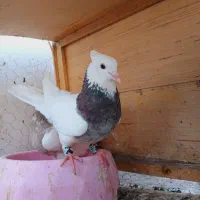 دوعددطوقی نر|پرنده|فردیس, شهرک ناز|دیوار