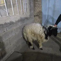 قوچ  سالم برای بفروش
