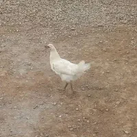 مرغ کرچ اصیل گیل