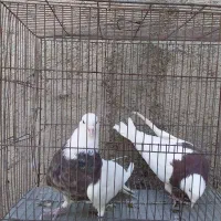 کبوتر فروشی...|پرنده|محمدیه-قزوین, |دیوار