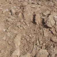 کود بوقلمون گوشتی|خدمات باغبانی و درختکاری|دشتابی, |دیوار