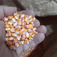 بذر ذرت ۷۰۴ دشت مغان تولید ۱۴۰۳