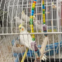 عروس هلندی|پرنده|گرمسار, |دیوار