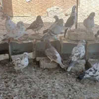 کبوتر|پرنده|زاهدان, |دیوار