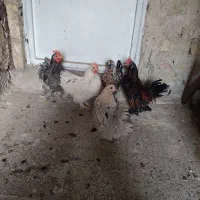 مرغ و خروس|حیوانات مزرعه|قم, بیانی|دیوار