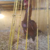 مرغ و خروس لاری