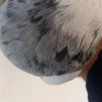 الماسی زیتونی