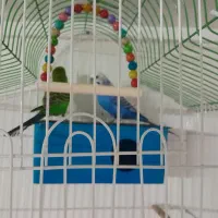 مرغ عشق با قفس و همه چیز