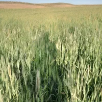 گندم آبی پیشگام