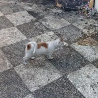 نر و ماده هر کدوم از یه مادر|سگ|گنبد کاووس, |دیوار