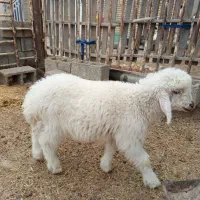 بره نر|حیوانات مزرعه|بندر ماهشهر, |دیوار