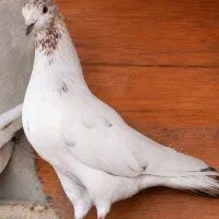کله دُم سرور