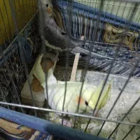 عروس هلندی رام دستی