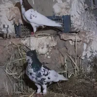 کفتر افشون
