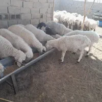 گله فروشی گوسفند وبز زائیده وآبست|حیوانات مزرعه|زاهدان, |دیوار