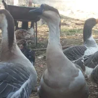 غاز و قوغاز|حیوانات مزرعه|درگز, |دیوار