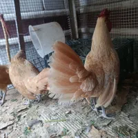 مرغ و خروس سیبرایت