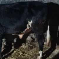 گاو نر دورگ