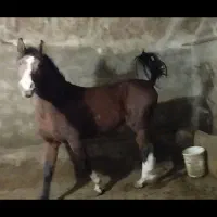 اسب واگذاری نریان سیلمی مدارکدار کدیک