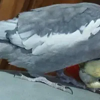 عروس هلندی|پرنده|همدان, |دیوار