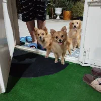 سگ آشپز پامر|سگ|بندرعباس, |دیوار