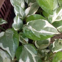 فروش گلهای آپارتمانی وباغچه به صورت عمده وجزئ