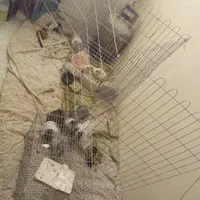 واگذاری خوکچه هندی