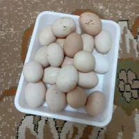 تخم مرغ محلی|خوردنی و آشامیدنی|سده (خراسان جنوبی), |دیوار