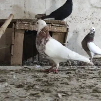 طوقی.دوبر