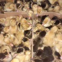 جوجه اردک یک روزه پکنی( ورامینی) اصلاح نژاد شده|حیوانات مزرعه|ساری, |دیوار