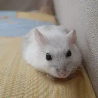 همستر مینیاتوری بسیار بامزه