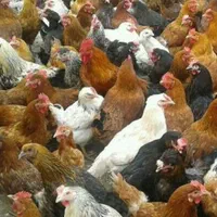 آموزش پرورش بوقلمون ،آموزش پرورش مرغ بومی