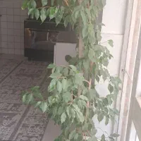 گل بنجامین سرحال